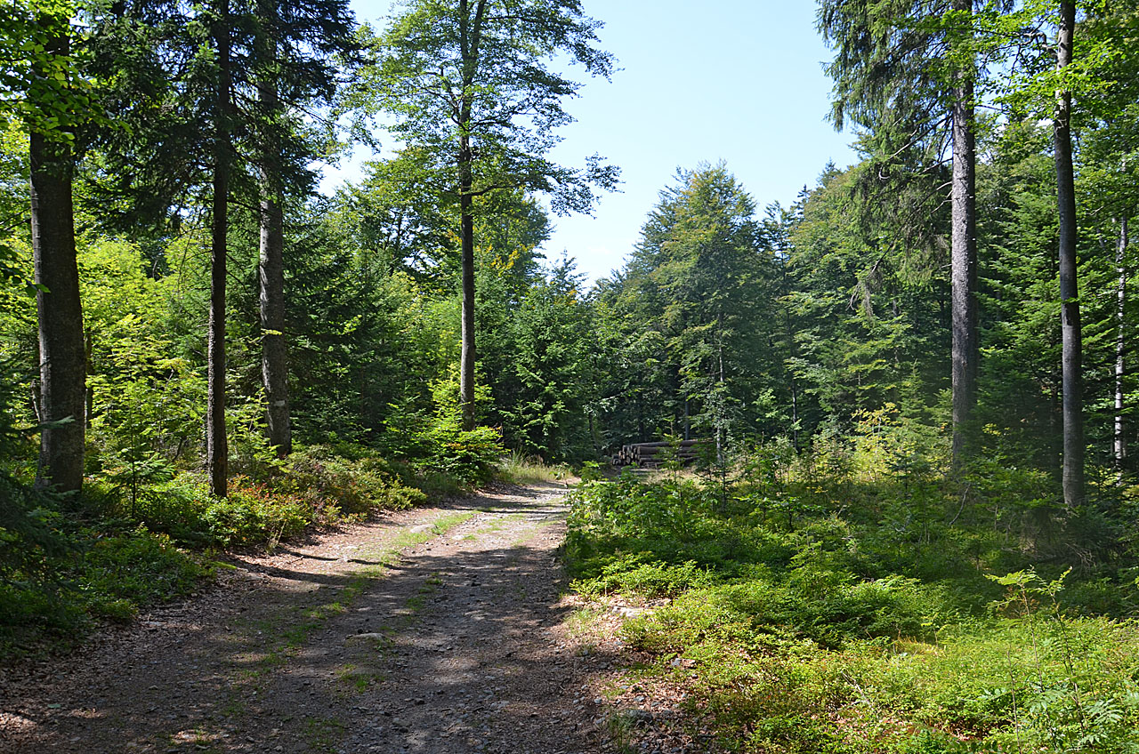 Lusen 1373 m von der Fredenbrücke Wanderung