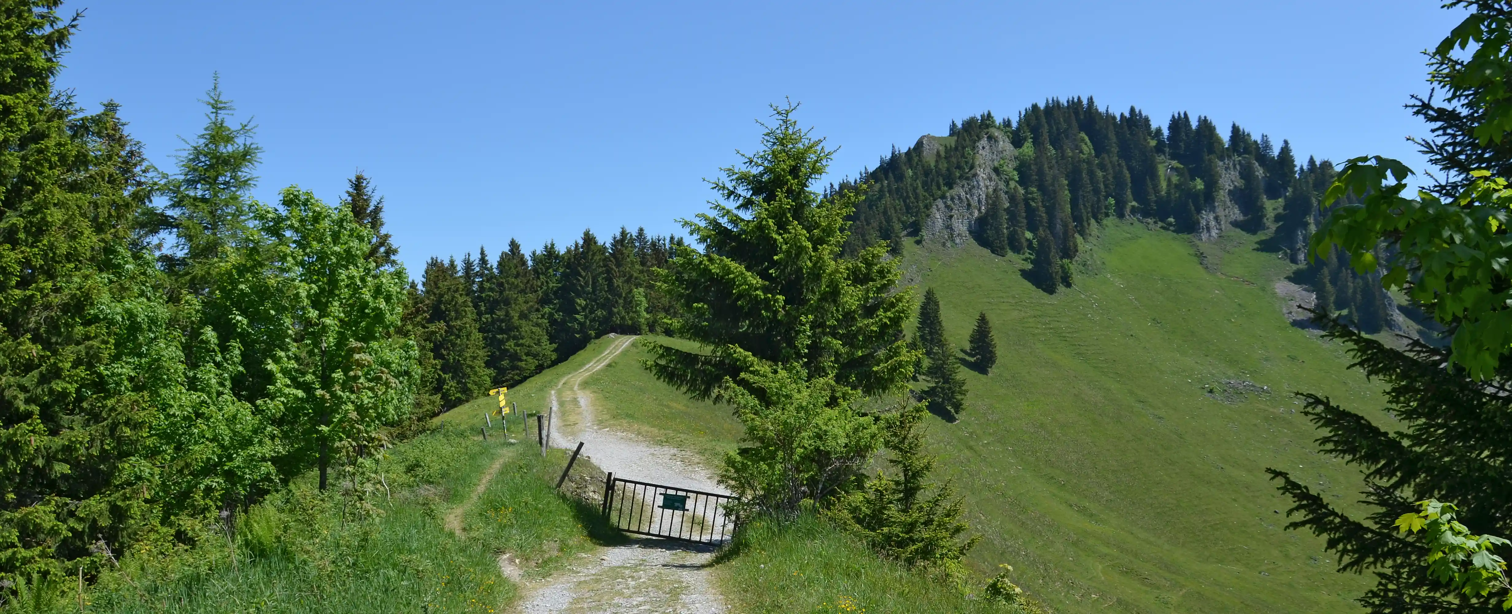 Pölcherschneid